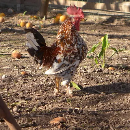 Swara Slow Living Habitación en casa particular Aveiro