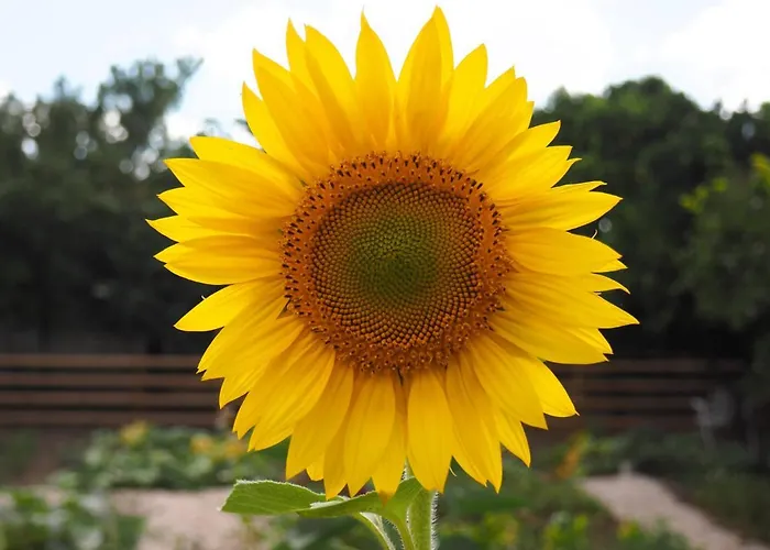 Swara Slow Living 民宿 *